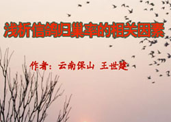 浅析信鸽归巢率的相关因素