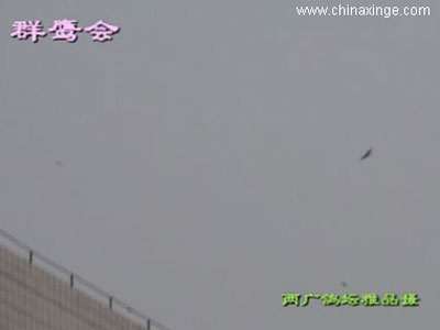 视频：群鹰逐鸽