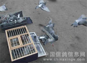 ����ѵ��������(ͼ)