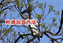 种鸽回血方法小结