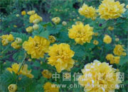 ��������ѵ��ͼ