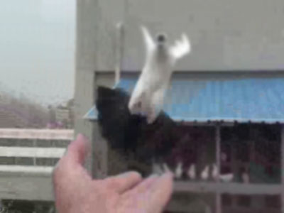 �����׺�ѵ�������С�����(ͼ)