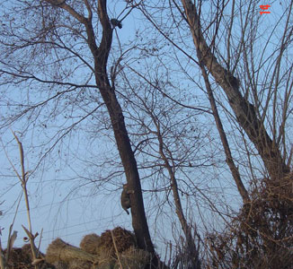 �ֳ�ֱ����è����ץ���ӣ�ͼ��