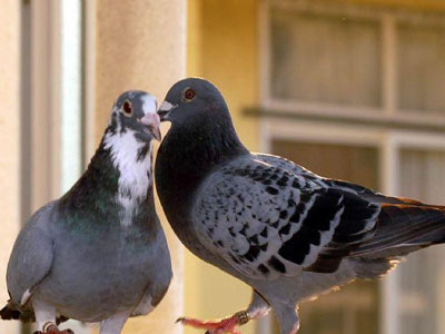 ��ʮһ�����ͼ