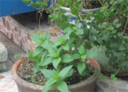 ���象�ɴ����ҵĸ���