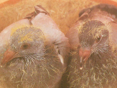 ͼ�⣺����Ե��׸����̭ȫ����