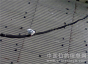 ���ӽ��ҡ����ܡ�(ͼ)