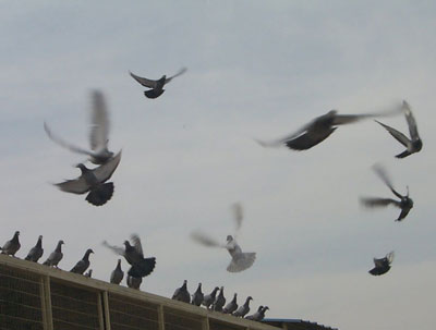 ���������ò�����գ�ͼ��