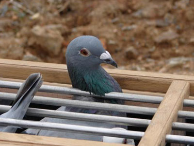 �ٹ���˽ѵ��ɽ