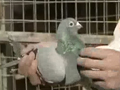 ��Ƶ���Ÿ�����������ѵ��