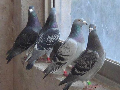 ���µĸ���(ͼ)