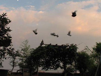 ��ͼ���ͣ�ҹĺ�µĸ���