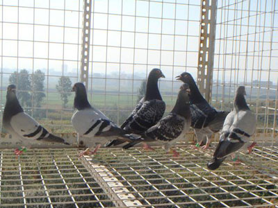 �á�ר�ɹھ��ĸ��ᡱ(ͼ)