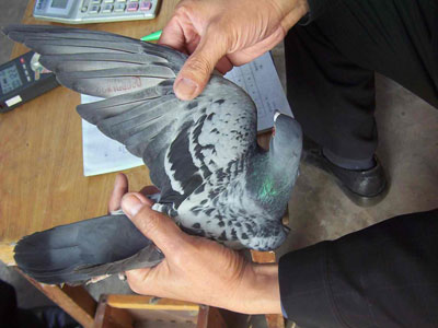 ֣���С����������رȻ����о���(ͼ)