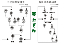 回血留种“公式”(图)