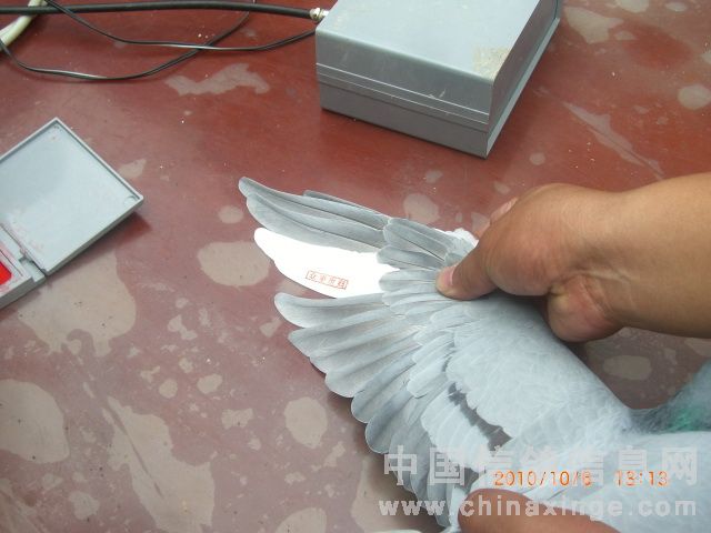 津福公棚400公里集鸽5115羽(图)
