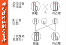 羽色遗传机制与育种(图)