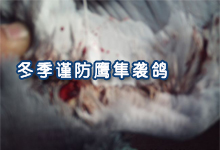 冬季谨防鹰隼袭鸽
