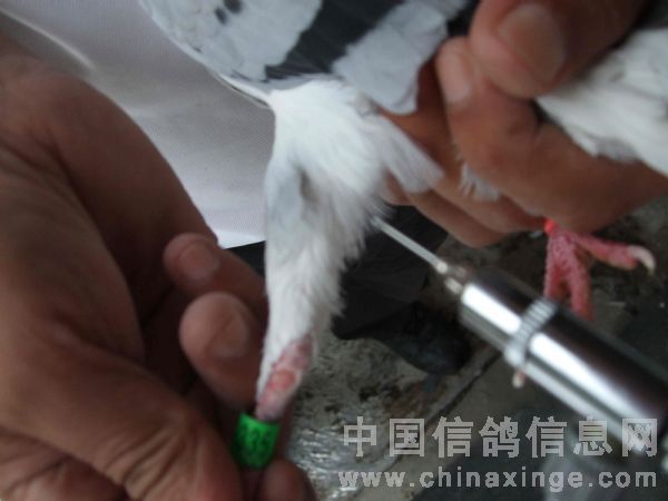 腺病毒的预防招数(图)