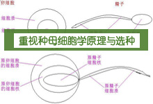 重视种母细胞学原理与选种(图)