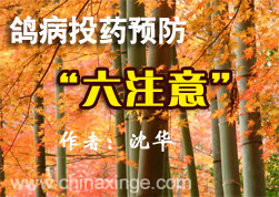 鸽病投药预防“六注意”