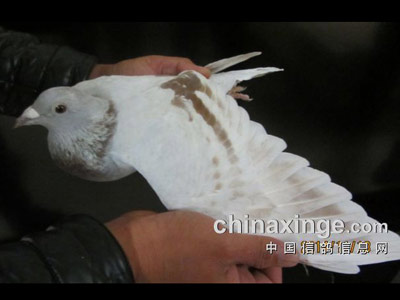 ������Ա����ָ��3��5��6�� �ɼ���ȡ��
