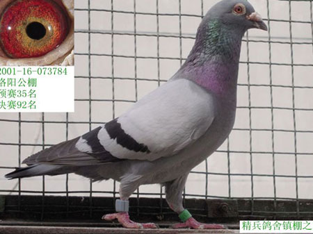 �����ָ�ĺ���޺� ����ǧ�ﻹ��(ͼ)