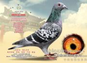 ���ｱ�롰���ס�(��Ƭ)