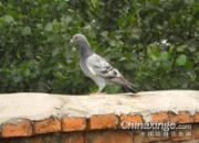 ������������ ��������һ������