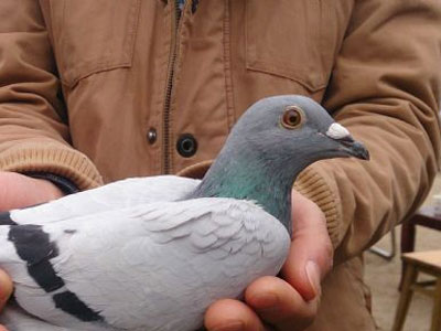 ����Ӣ�۸���ǹ�� ���˹鳲��������(ͼ)