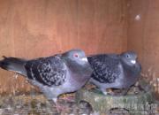 ������ �ٹ鱣ķ�Ӵ�Ҳ�ܽ���