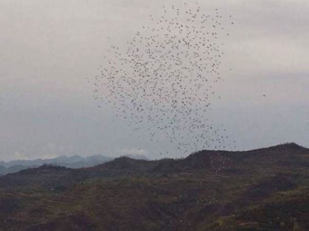 �Ĵ�����鳲Ϊ����˲ң�(ͼ)