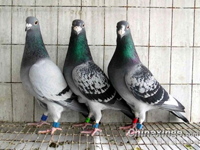 �ҵĽ���ھ��� һ���������ж�(ͼ)