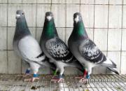 �ҵĽ���ھ��� һ���������ж�(ͼ)