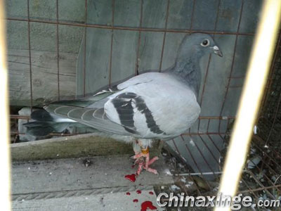 �ҷ����� �رȸ���(ͼ)