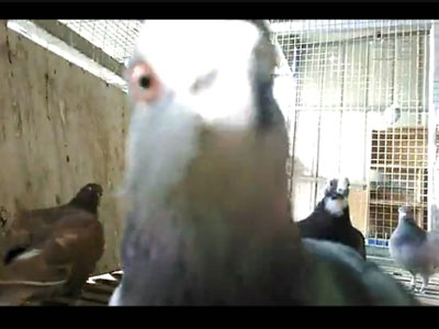 �����ӽ��ĸ� ���Ļ��Ҿ�ͷ