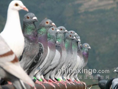 Ц������������΢��(��)