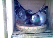 ��������ļ�Ȥ��