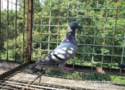 ��������Ż���������