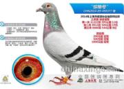 �Ϻ������������ܹھ�ȫ�Ҹ�(ͼ)