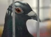 ���������󡷣��й��ȷ����ʸ�չʵ������(�ڶ���) 