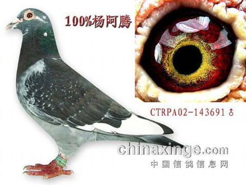 �Ϻ����δ����Ѹ� ���Ϲ黹(ͼ)