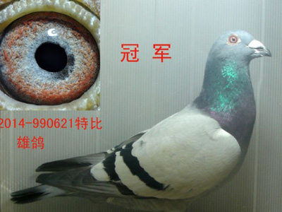 �ܹھ����Բ����������� ���᲻��һƽ��(ͼ)