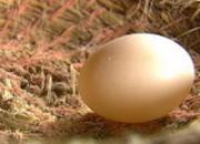 ��л��ʦ��һö�뵰һ����