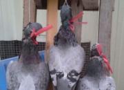 û�ɺ� ���˽�����һ��һ��