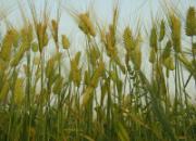 ֻ�д��� ����ô����