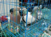 ���Ϻ����У��˸������Ϲ�Ѫ(ͼ)