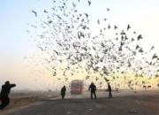 ����������鳲����ѩƬһ������