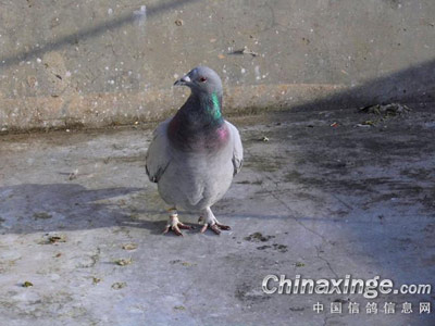 ��������һë��(ͼ)