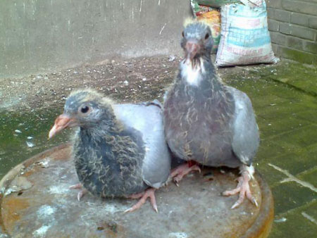 ����15�����3��û�ɼ� �Լ�ֲ�����(ͼ)